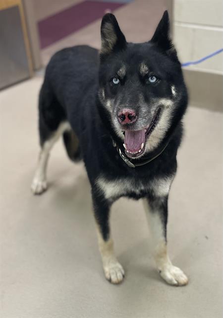 Adoptable pet photo