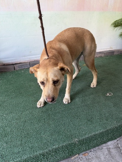 Adoptable pet photo