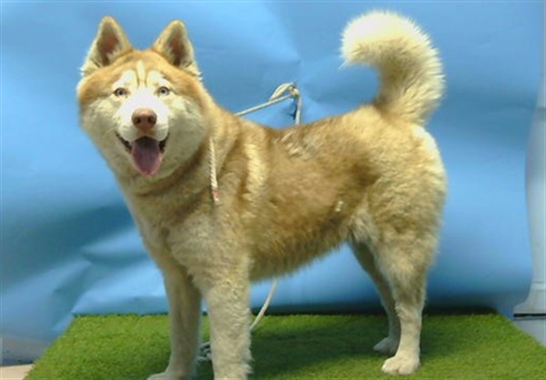 Adoptable pet photo