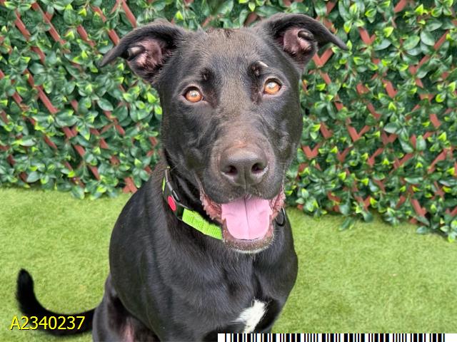 Adoptable pet photo