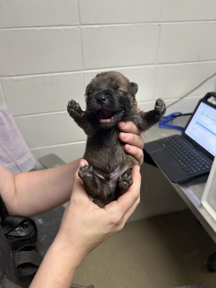 Adoptable pet photo