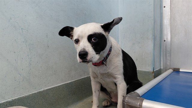 A5796145, a Bullmastiff, available for adoption