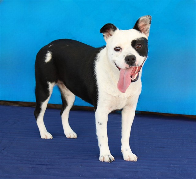 Itty Bitty, a Bullmastiff, available for adoption