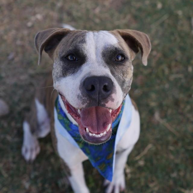Onyx, a American Staffordshire Terrier (mix breed), available for adoption