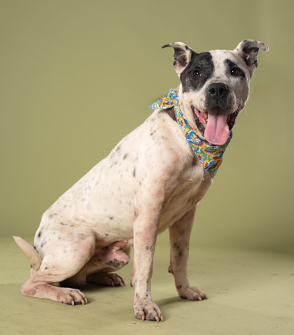 Kraven, a Pit Bull Terrier (mix breed), available for adoption