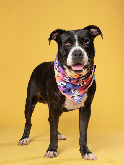 Suga Daddy, a Terrier (mix breed), available for adoption
