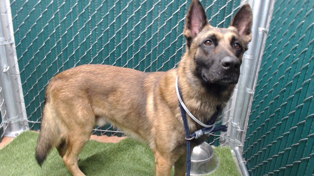 Max, a Belgian Shepherd Malinois, available for adoption