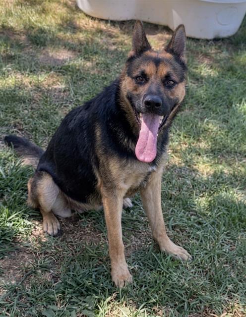 Bella, a German Shepherd (mix breed), available for adoption