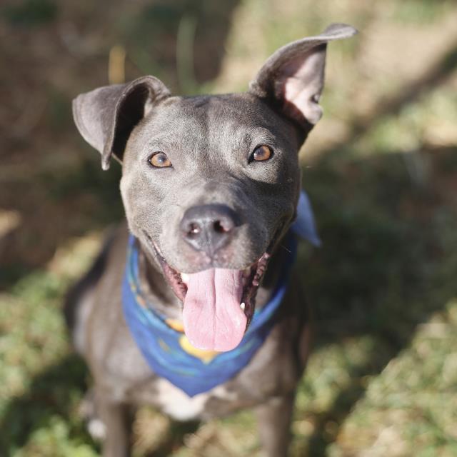 Macadamia, a American Staffordshire Terrier (mix breed), available for adoption