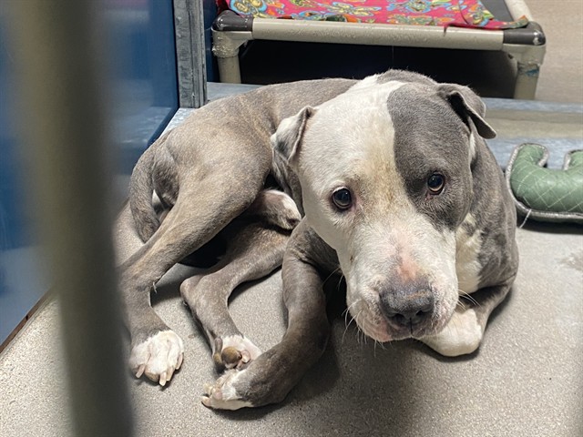Seven, a Bullmastiff (mix breed), available for adoption