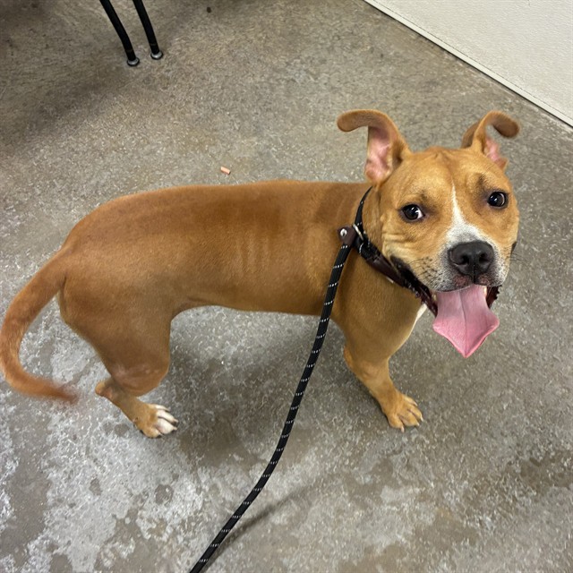 Sparrow, a Boxer (mix breed), available for adoption