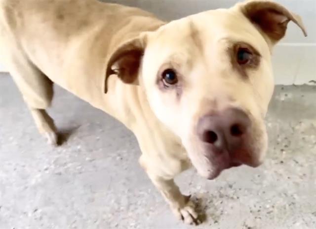 Quincy, a Pit Bull Terrier, available for adoption