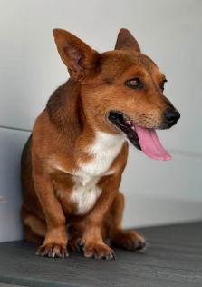 Argos, a Welsh Corgi (mix breed), available for adoption
