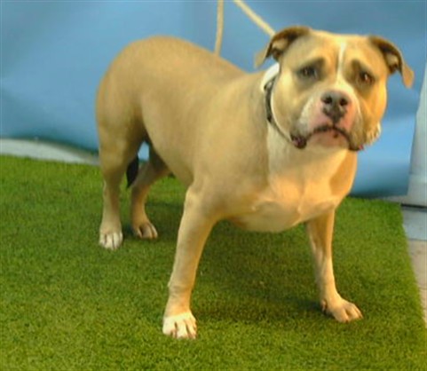 Sandy, a American Staffordshire Terrier, available for adoption