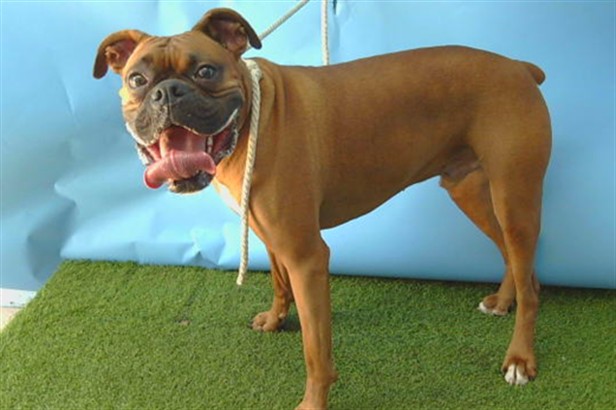 Gomez, a Boxer, available for adoption