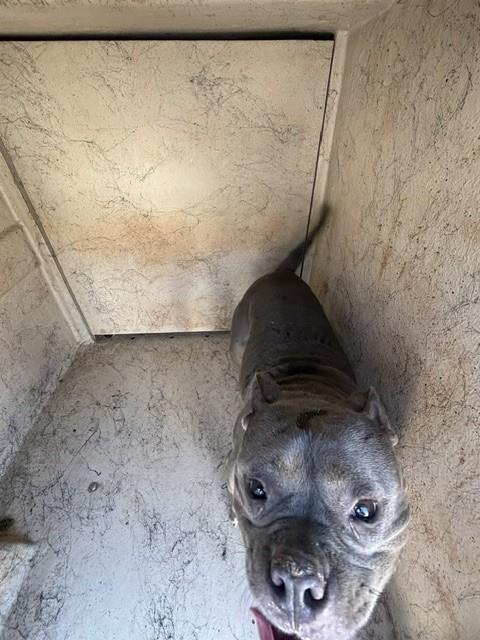 A479993, a Pit Bull Terrier (mix breed), available for adoption