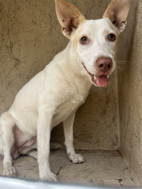 A480031, a Carolina Dog (mix breed), available for adoption