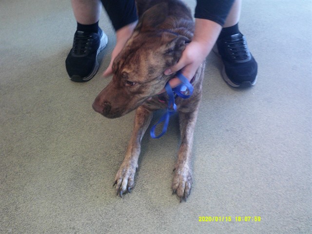A480165, a Anatolian Shepherd (mix breed), available for adoption