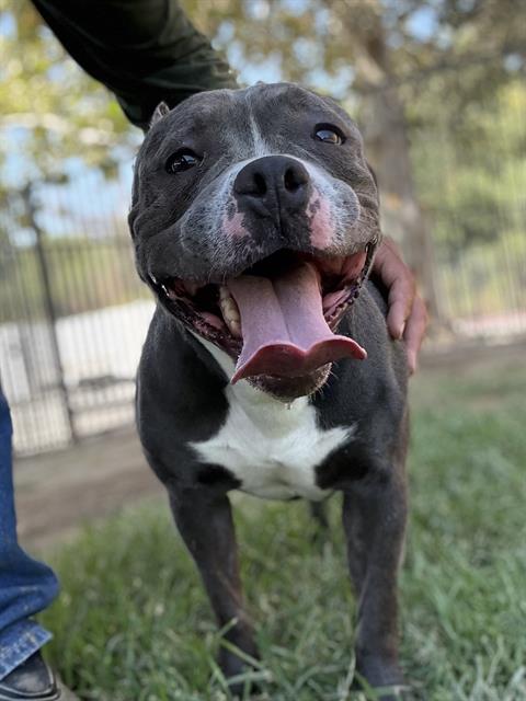 Chapo, a Pit Bull Terrier, available for adoption