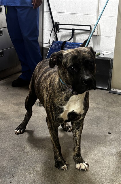 Jackson, a Presa Canario (mix breed), available for adoption