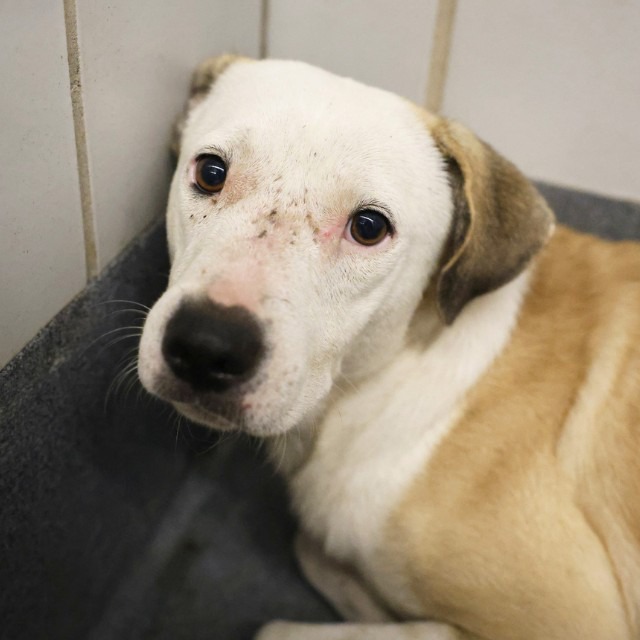 Harry, a Shepherd (mix breed), available for adoption