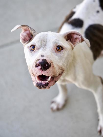 Olive Oyl, a Pit Bull Terrier, available for adoption