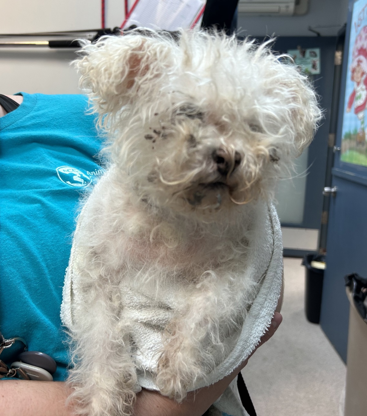 Odette, a Maltese, available for adoption