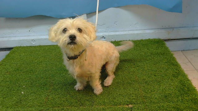 A5800198, a Maltese, available for adoption
