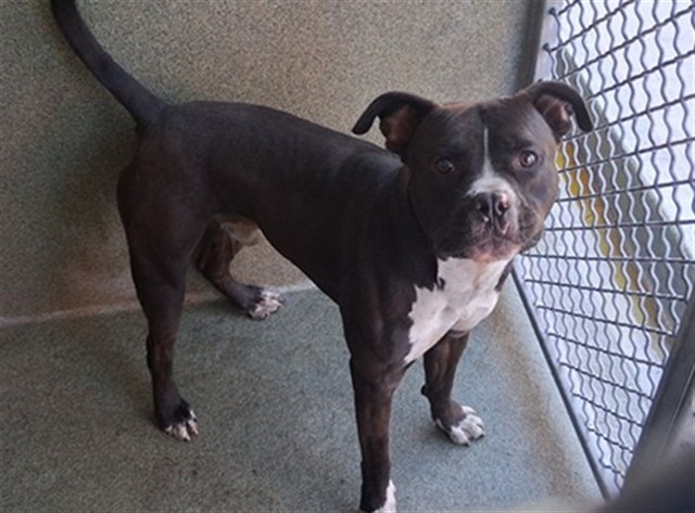 A5800495, a Bullmastiff, available for adoption