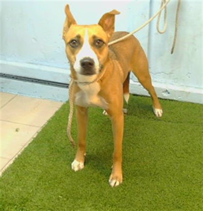 Bruno, a Labrador Retriever, available for adoption