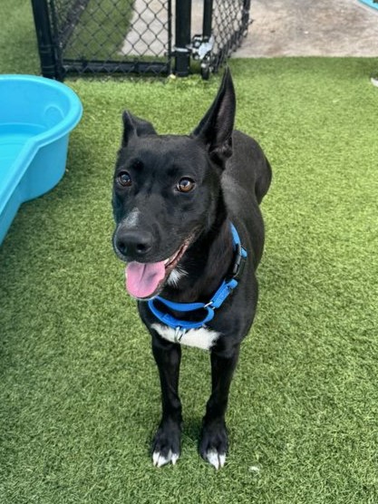 Ella, a Retriever (mix breed), available for adoption