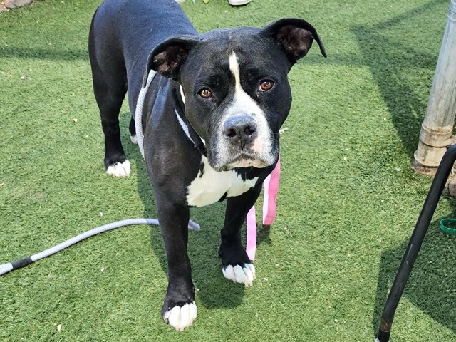 Castle, a Bullmastiff (mix breed), available for adoption