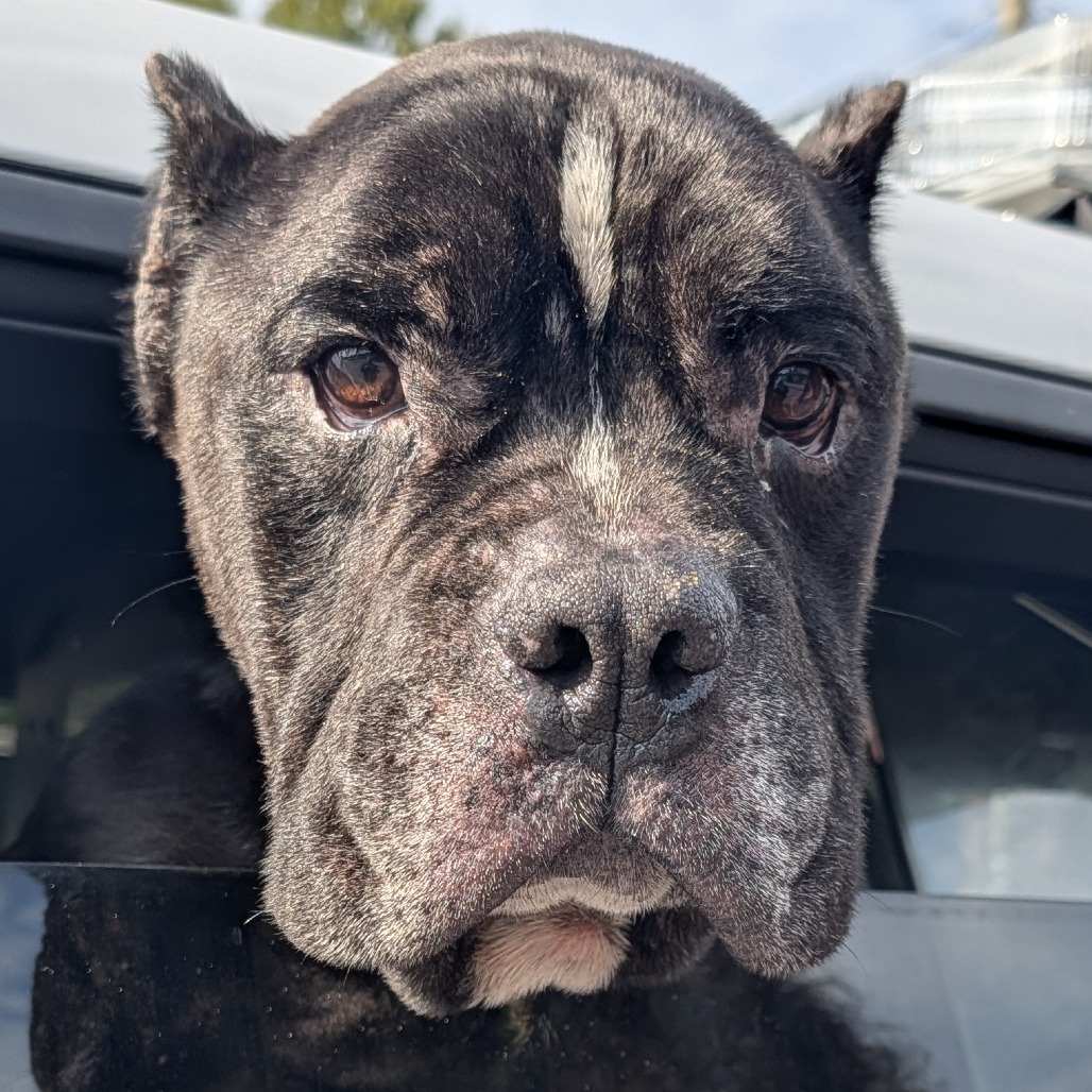 Ruckus, a Pit Bull Terrier (mix breed), available for adoption