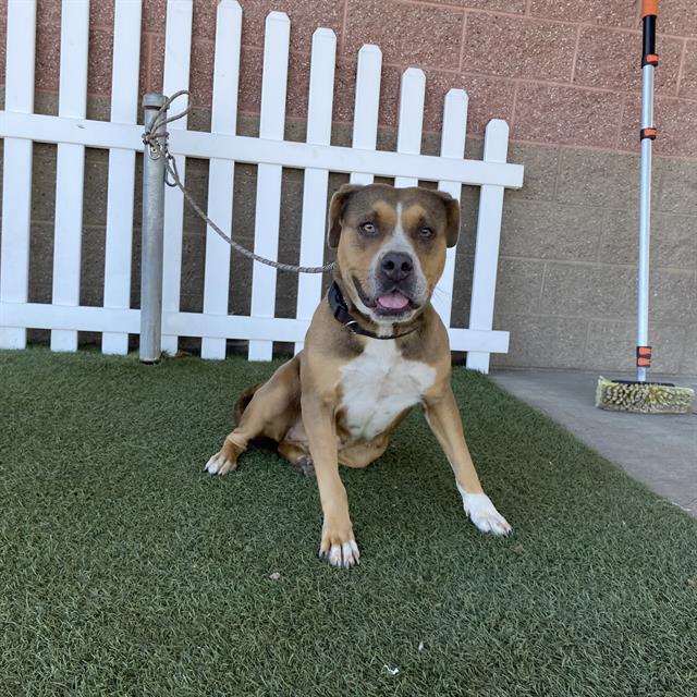 Brandy, a Pit Bull Terrier, available for adoption