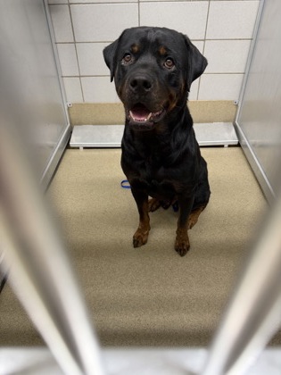 Sol, a Rottweiler, available for adoption