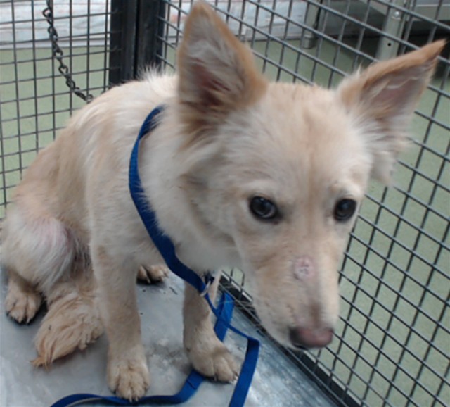 Cindy, a Shepherd, available for adoption