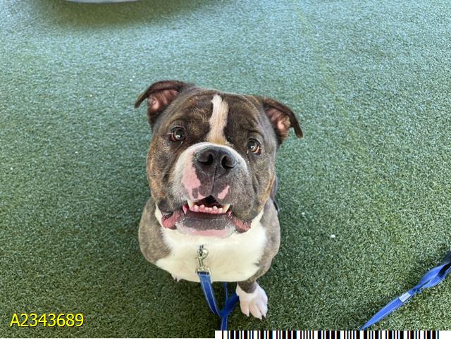 Tsumo, a American Bulldog, available for adoption