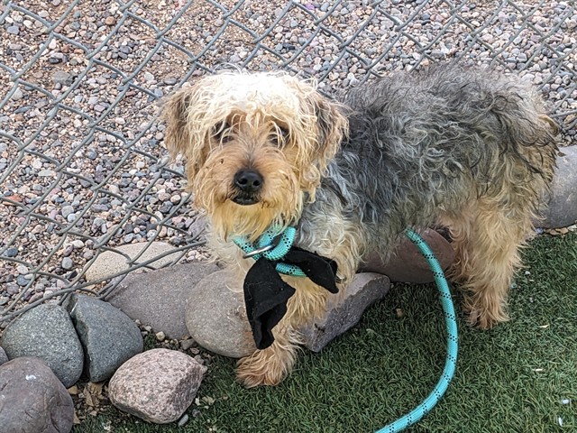 Unicorn, a Terrier (mix breed), available for adoption
