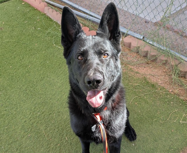 Stark, a German Shepherd (mix breed), available for adoption