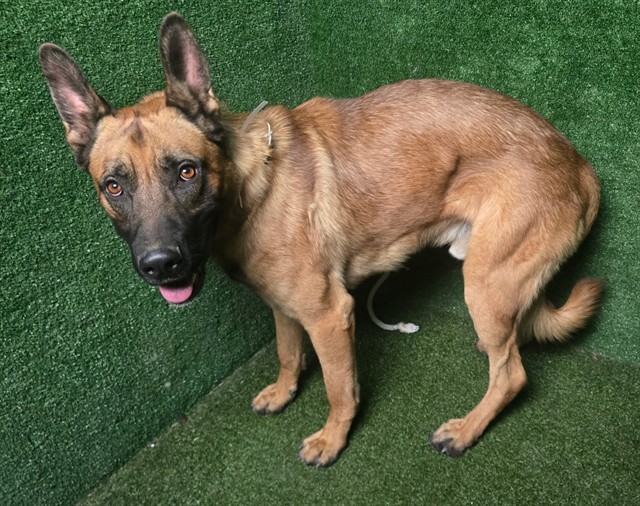 Beowulf, a German Shepherd, available for adoption