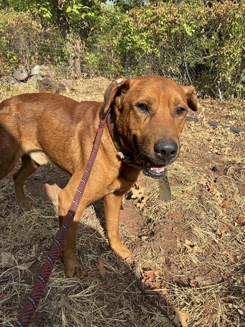 A480986, a Labrador Retriever (mix breed), available for adoption