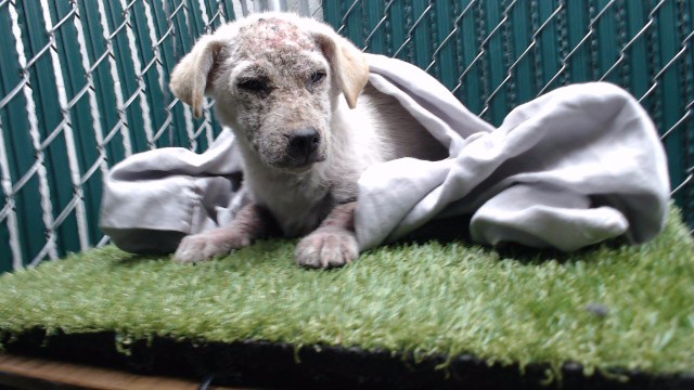 Garbanzo, a Chihuahua, available for adoption