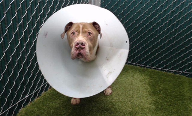 Robotron, a Bullmastiff, available for adoption