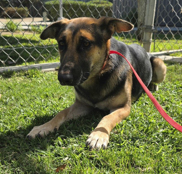 Livi, a German Shepherd, available for adoption