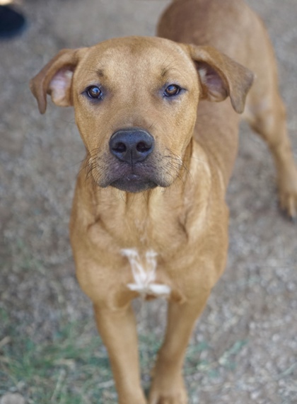 Tanzi, a Pit Bull Terrier (mix breed), available for adoption