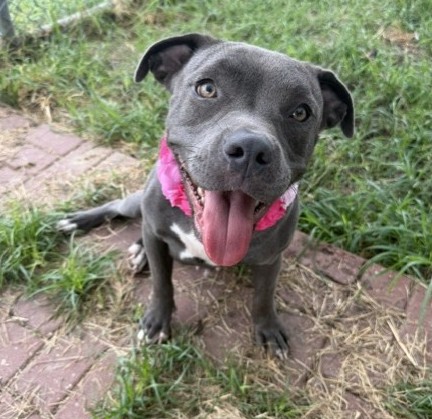 Seline, a Staffordshire Bull Terrier (mix breed), available for adoption