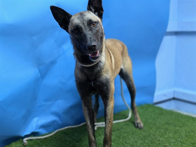 A5804581, a Belgian Shepherd Malinois, available for adoption