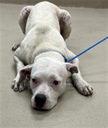 Nia, a Pit Bull Terrier, available for adoption