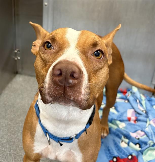 Hailey, a Pit Bull Terrier, available for adoption