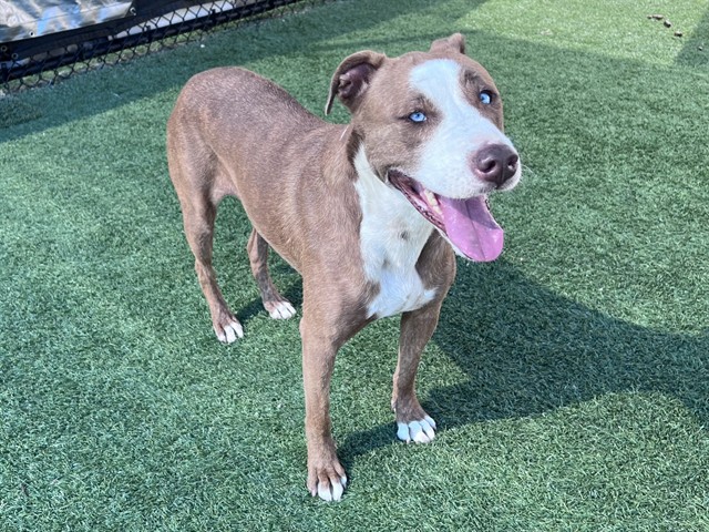 Roadrunner, a American Staffordshire Terrier (mix breed), available for adoption